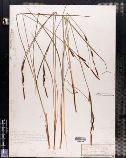 Carex stricta