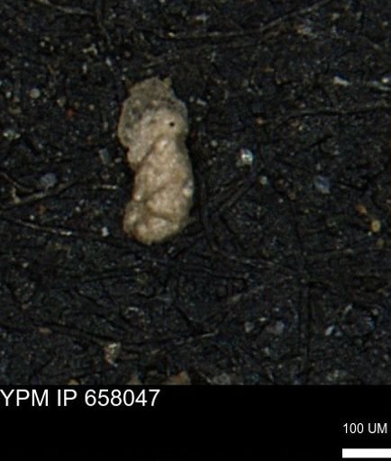 Ammobaculites obliquus