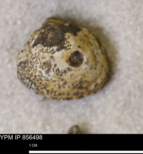 Limopsis striatopunctatus