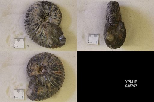 Jeletzkytes nebrascensis