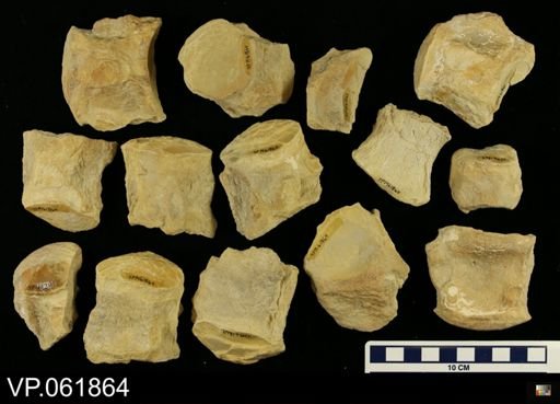 undet. Mosasauridae