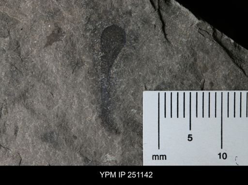 Cooksonia sp.