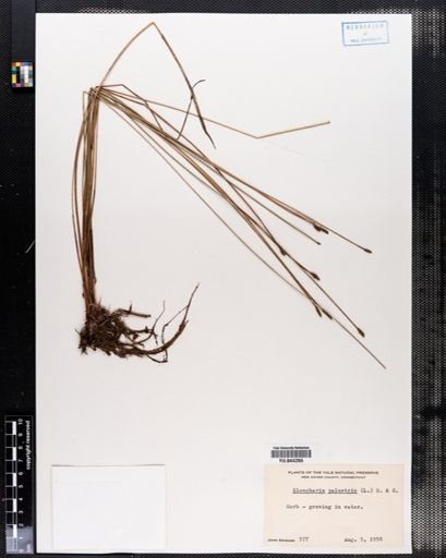 Eleocharis palustris
