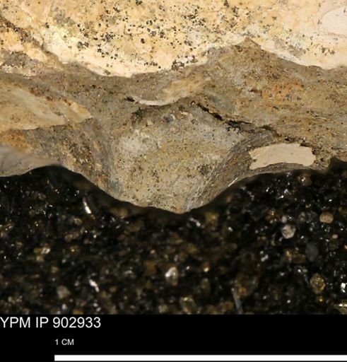 undet. Bivalvia