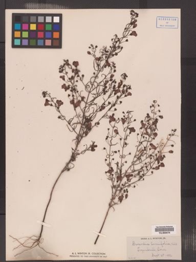 Gerardia tenuifolia