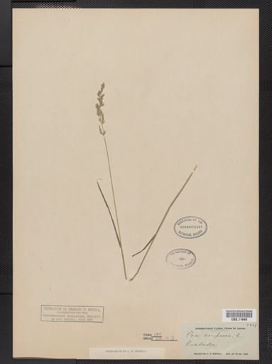 Poa compressa