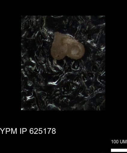 undet. Foraminiferida