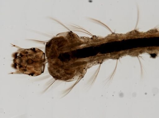 Anopheles