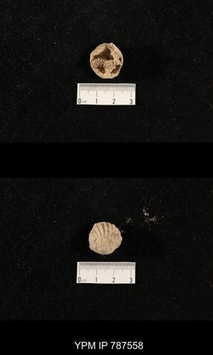 undet. Brachiopoda