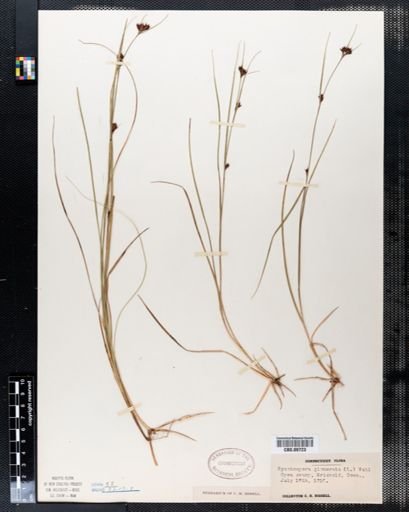 Rhynchospora glomerata