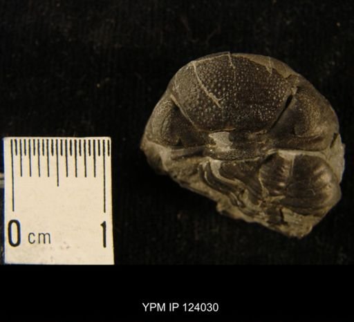 Phacops rana