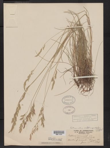 Festuca rubra