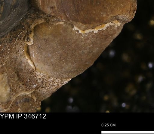 undet. Mollusca