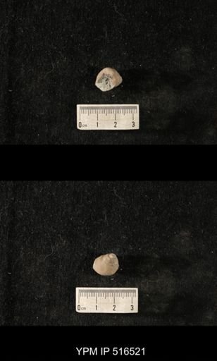 Cyclonema bilix lata
