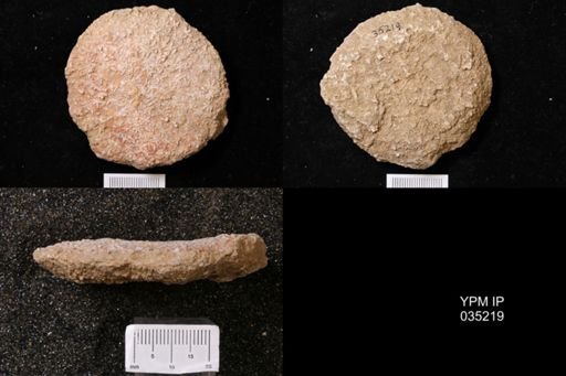 Astraeospongium meniscus