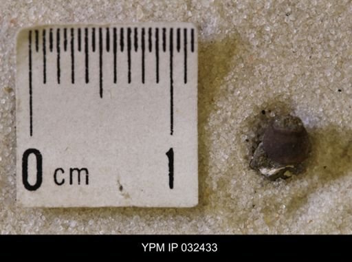 undet. Scaphitidae