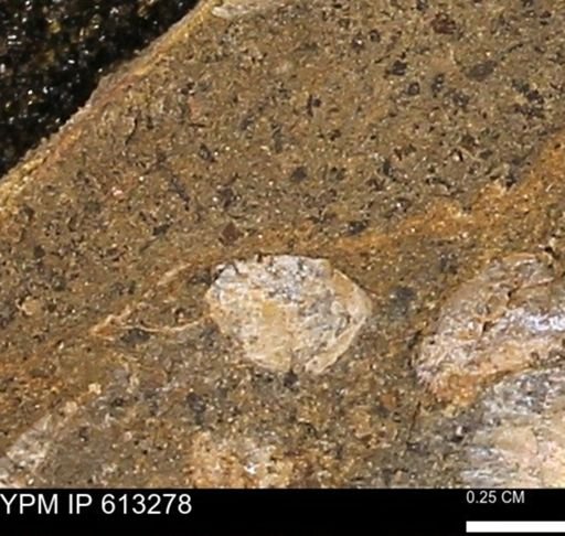 Scaphites sp.