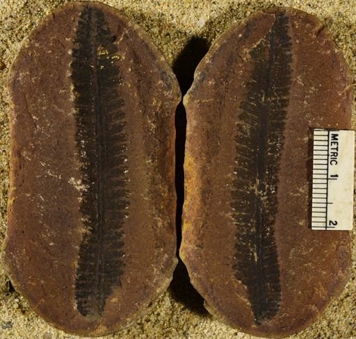 Pecopteris