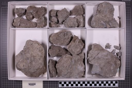 mixed taxa, stratigraphic collection