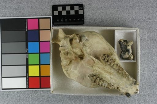 Eporeodon bullatus