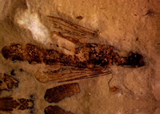 undet. Diptera