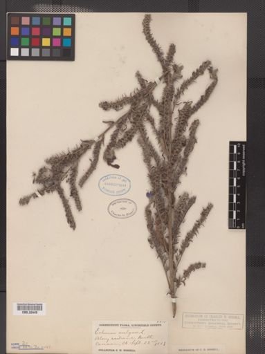 Echium vulgare