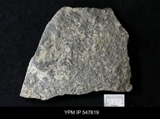 Tentaculites sp.