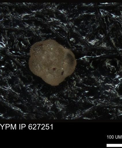 undet. Foraminiferida