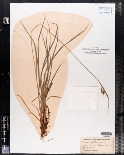 Carex pallescens
