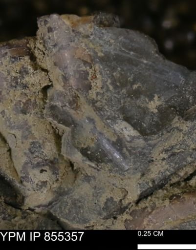 undet. Mollusca