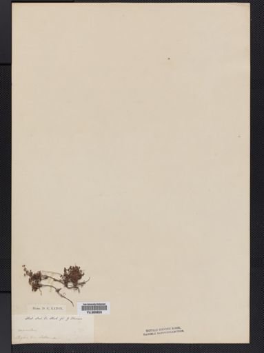 Marsilea