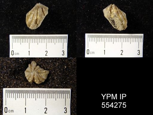 Megakozlowskiella perlamellosa