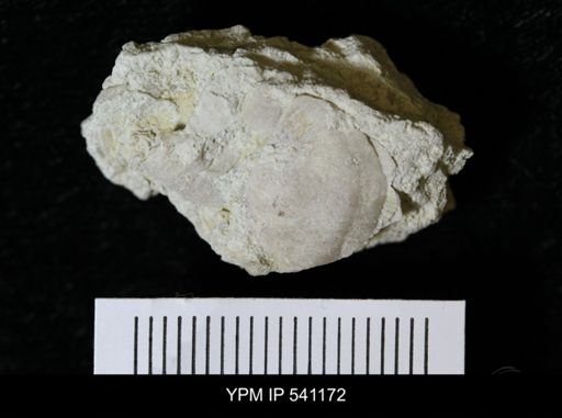 Sowerbyella sericea