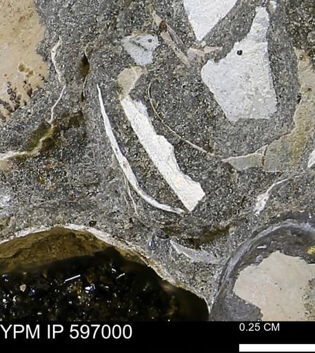 undet. Bivalvia