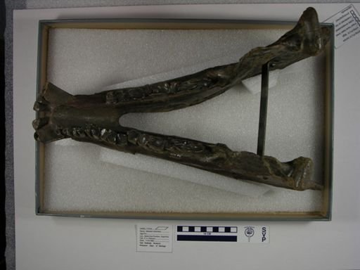 Nesodon imbricatus