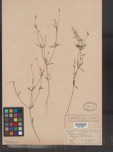 Polygala verticillata