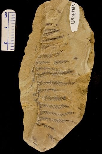 Pecopteris montanensis