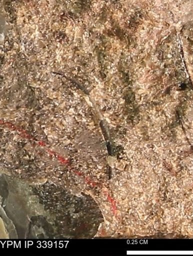 undet. Bivalvia