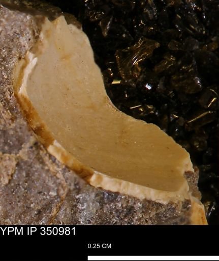 undet. Bivalvia
