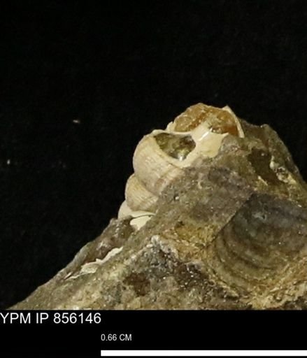 Drepanochilus sp.
