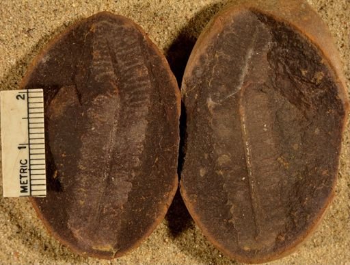 Pecopteris