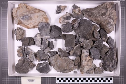 mixed taxa, stratigraphic collection