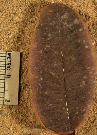Pecopteris