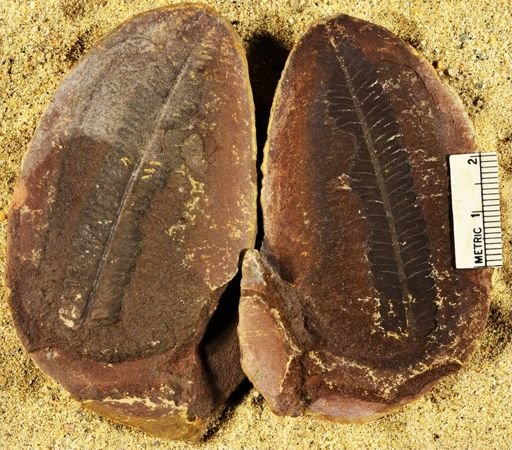 Pecopteris sp.