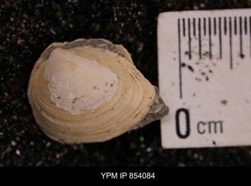Limopsis striatopunctatus