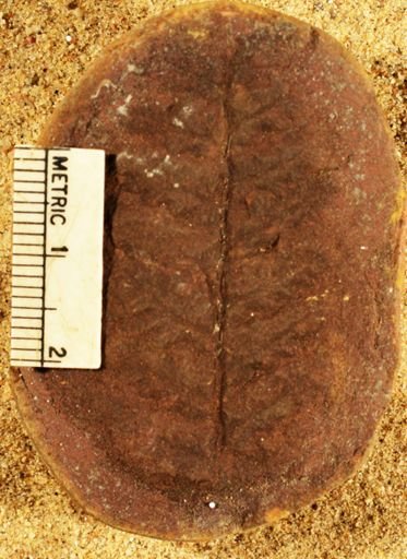 Pecopteris