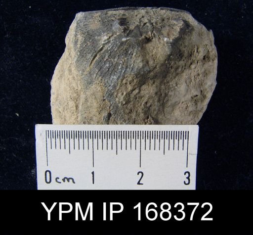 Strophonella sp.