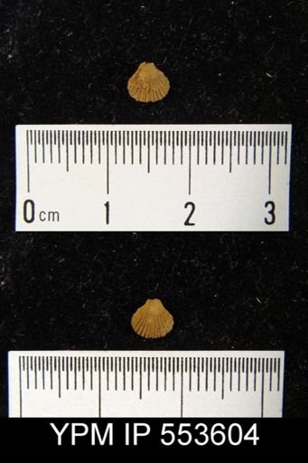 undet. Retziidina
