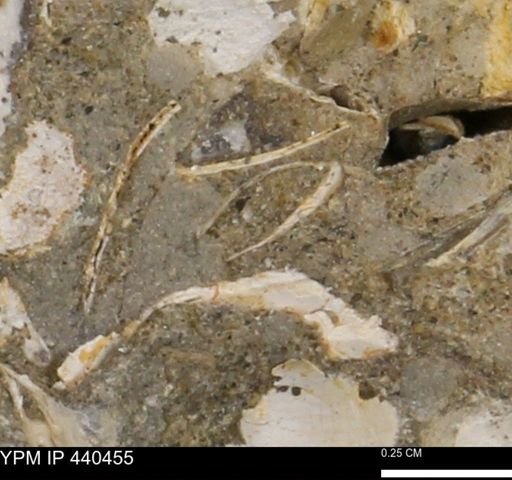 undet. Bivalvia