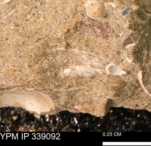 undet. Mollusca